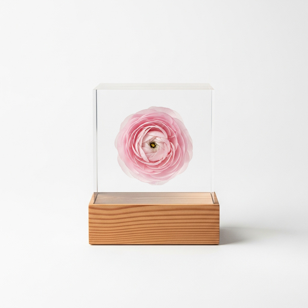 ラナンキュラス