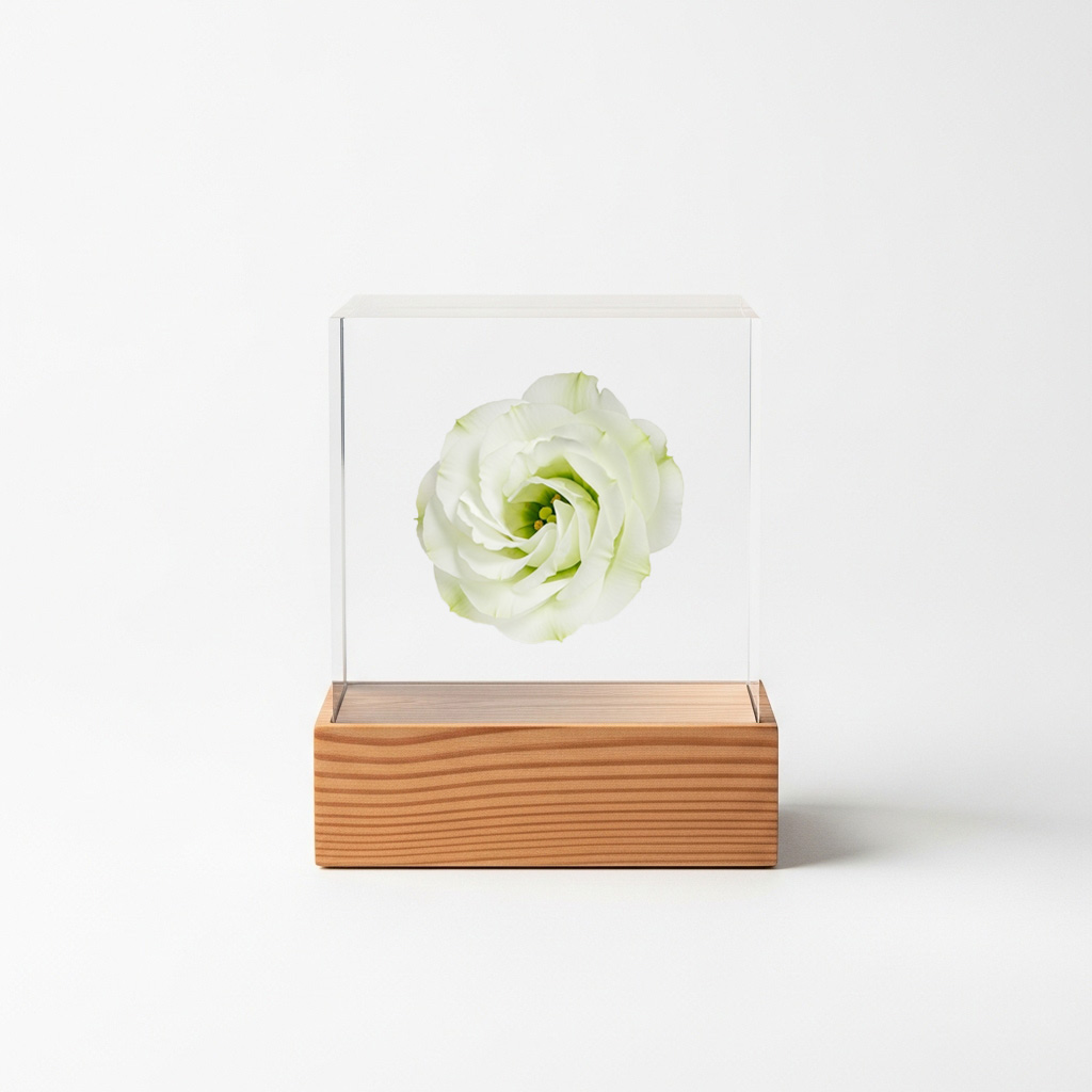 トルコキキョウ