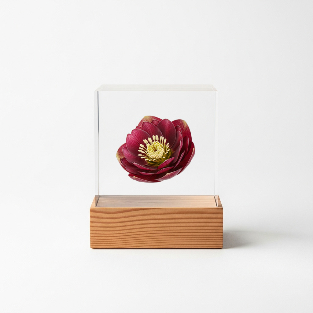 クリスマスローズ